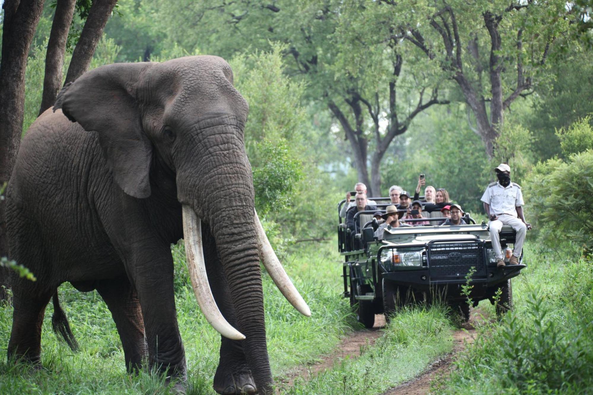 Karongwe Portfolio - Becks Safari Lodge Karongwe Game Reserve Esterno foto
