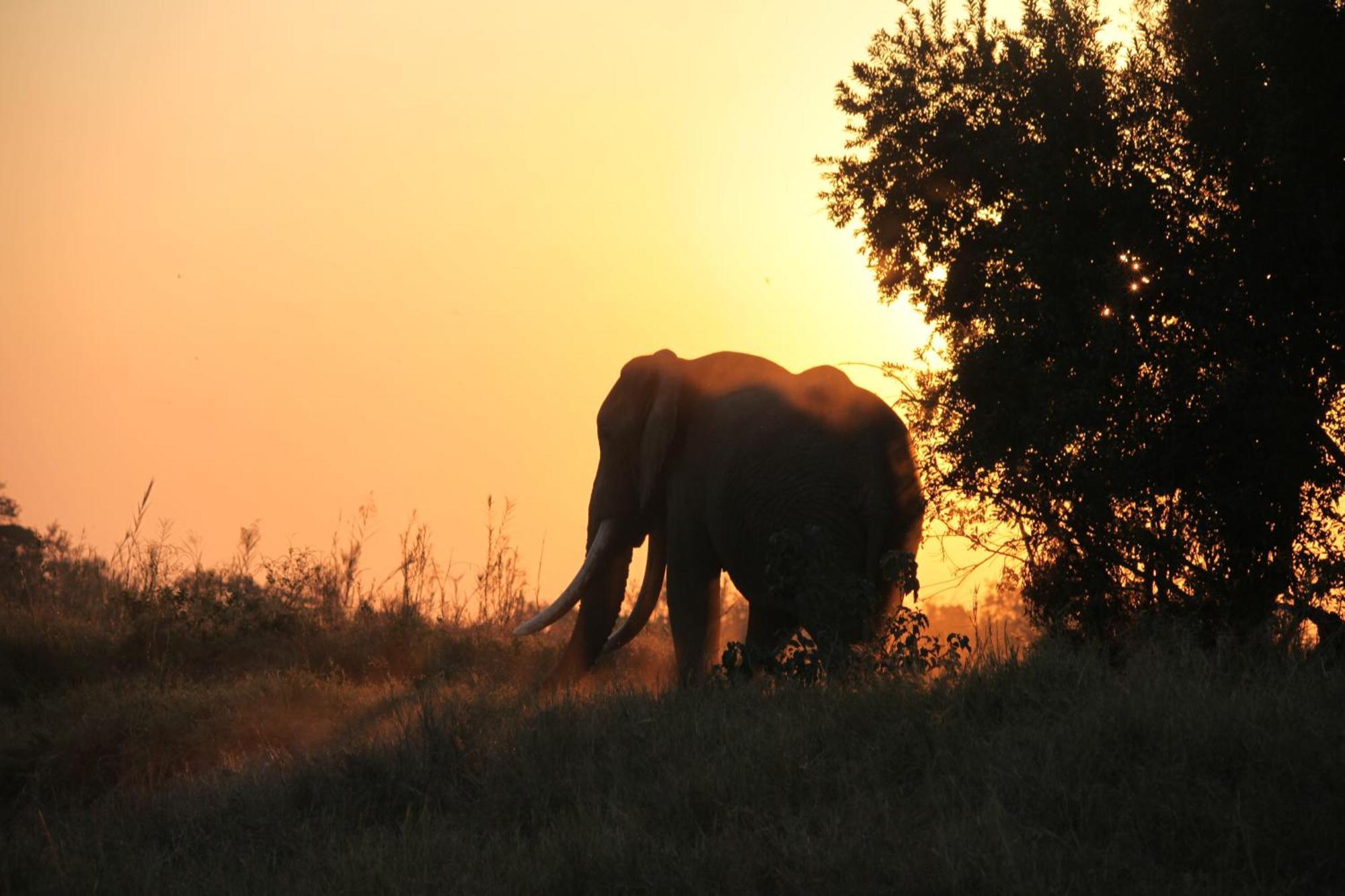 Karongwe Portfolio - Becks Safari Lodge Karongwe Game Reserve Esterno foto