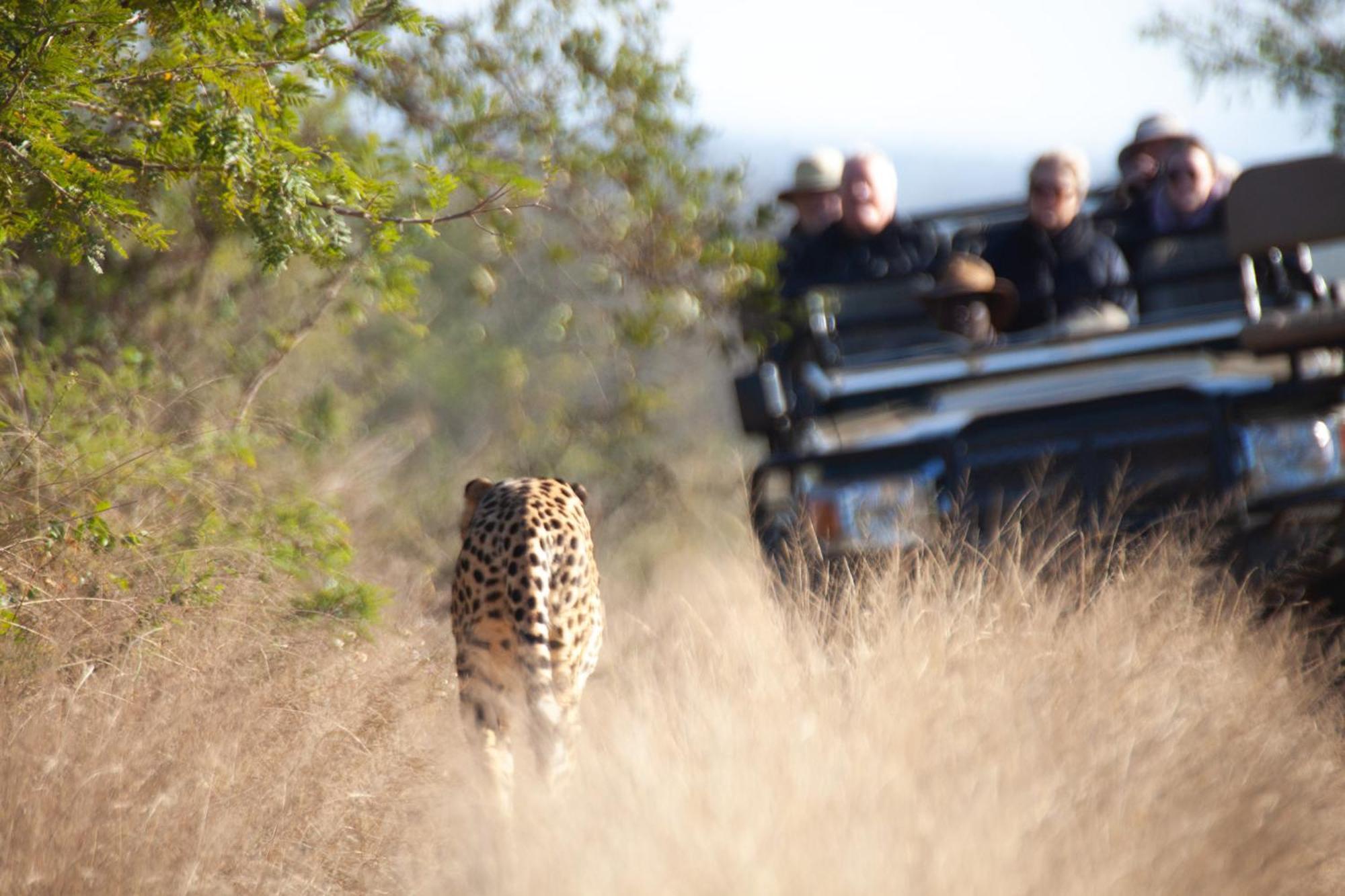 Karongwe Portfolio - Becks Safari Lodge Karongwe Game Reserve Esterno foto