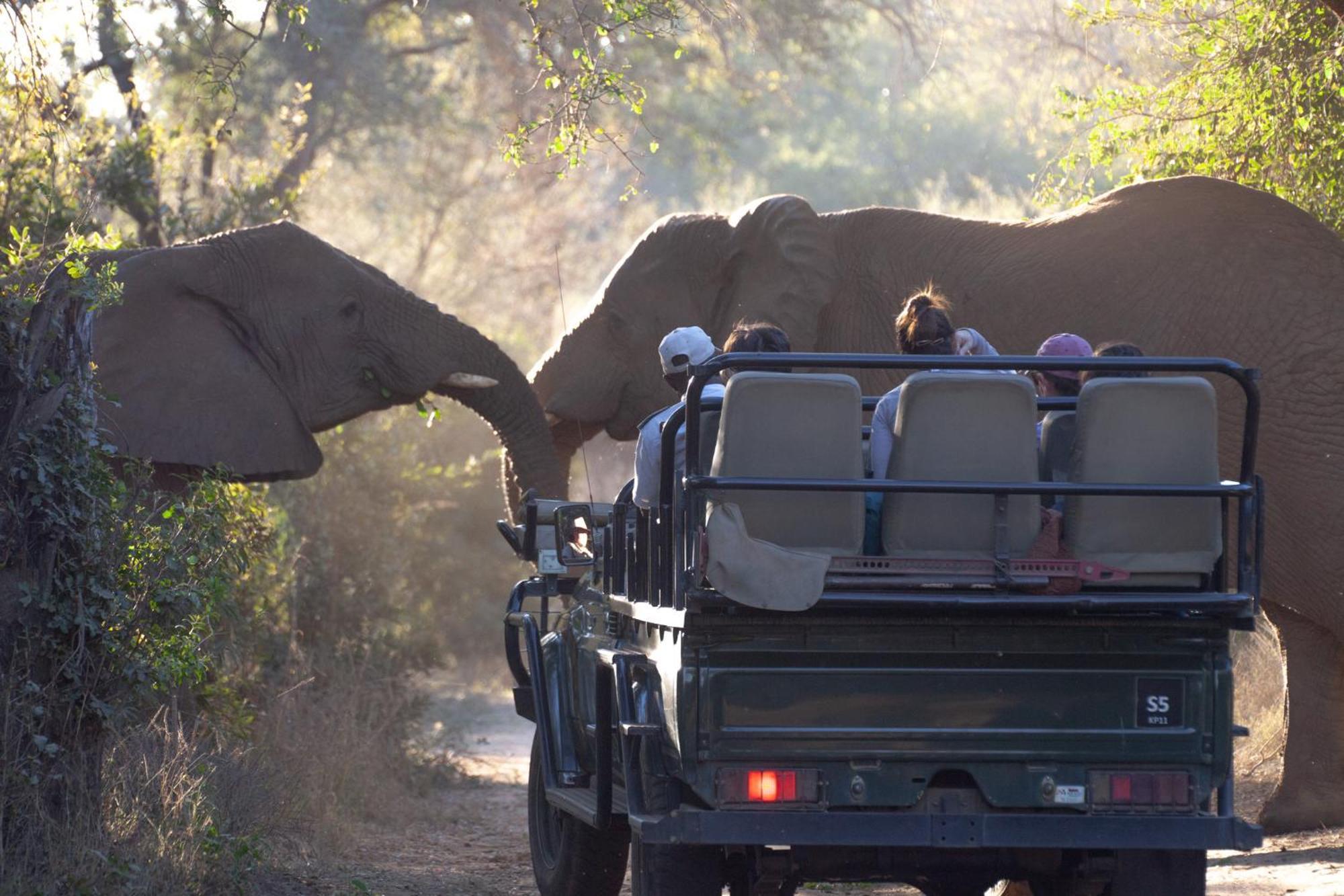 Karongwe Portfolio - Becks Safari Lodge Karongwe Game Reserve Esterno foto