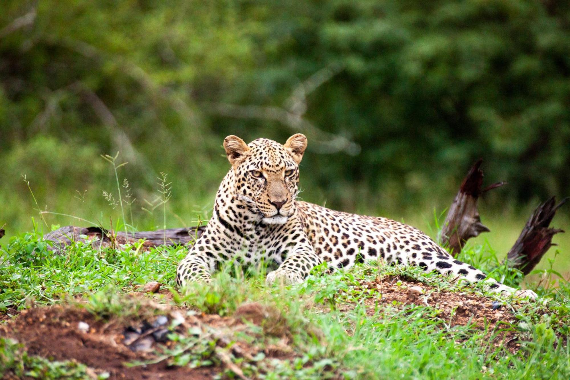 Karongwe Portfolio - Becks Safari Lodge Karongwe Game Reserve Esterno foto
