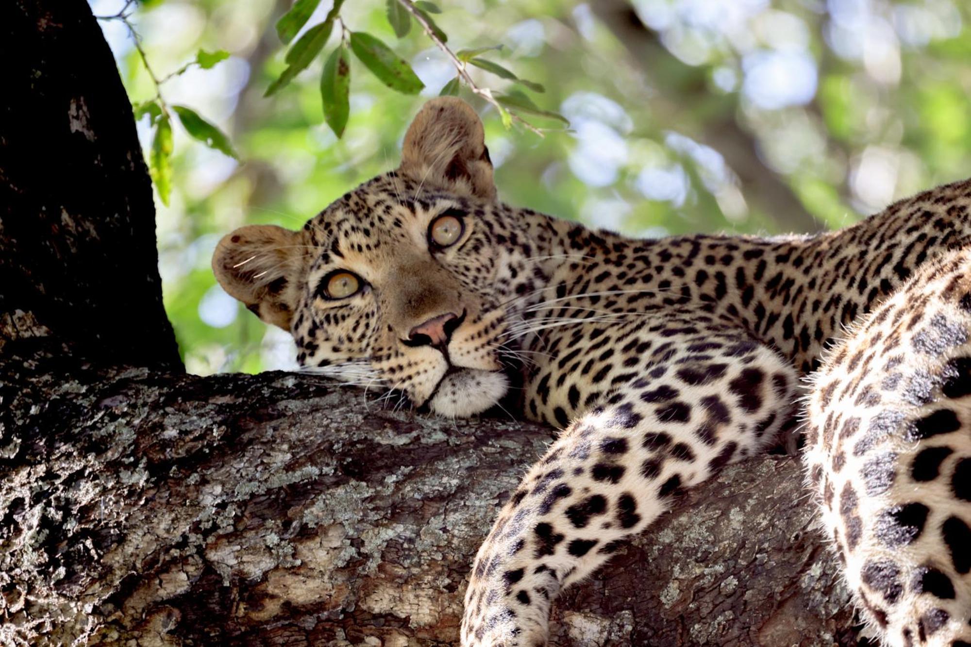Karongwe Portfolio - Becks Safari Lodge Karongwe Game Reserve Esterno foto