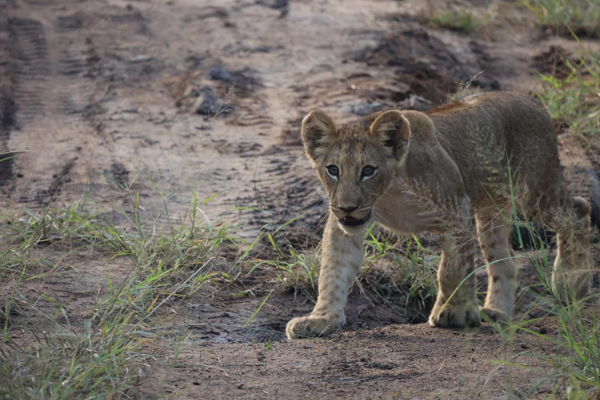 Karongwe Portfolio - Becks Safari Lodge Karongwe Game Reserve Esterno foto