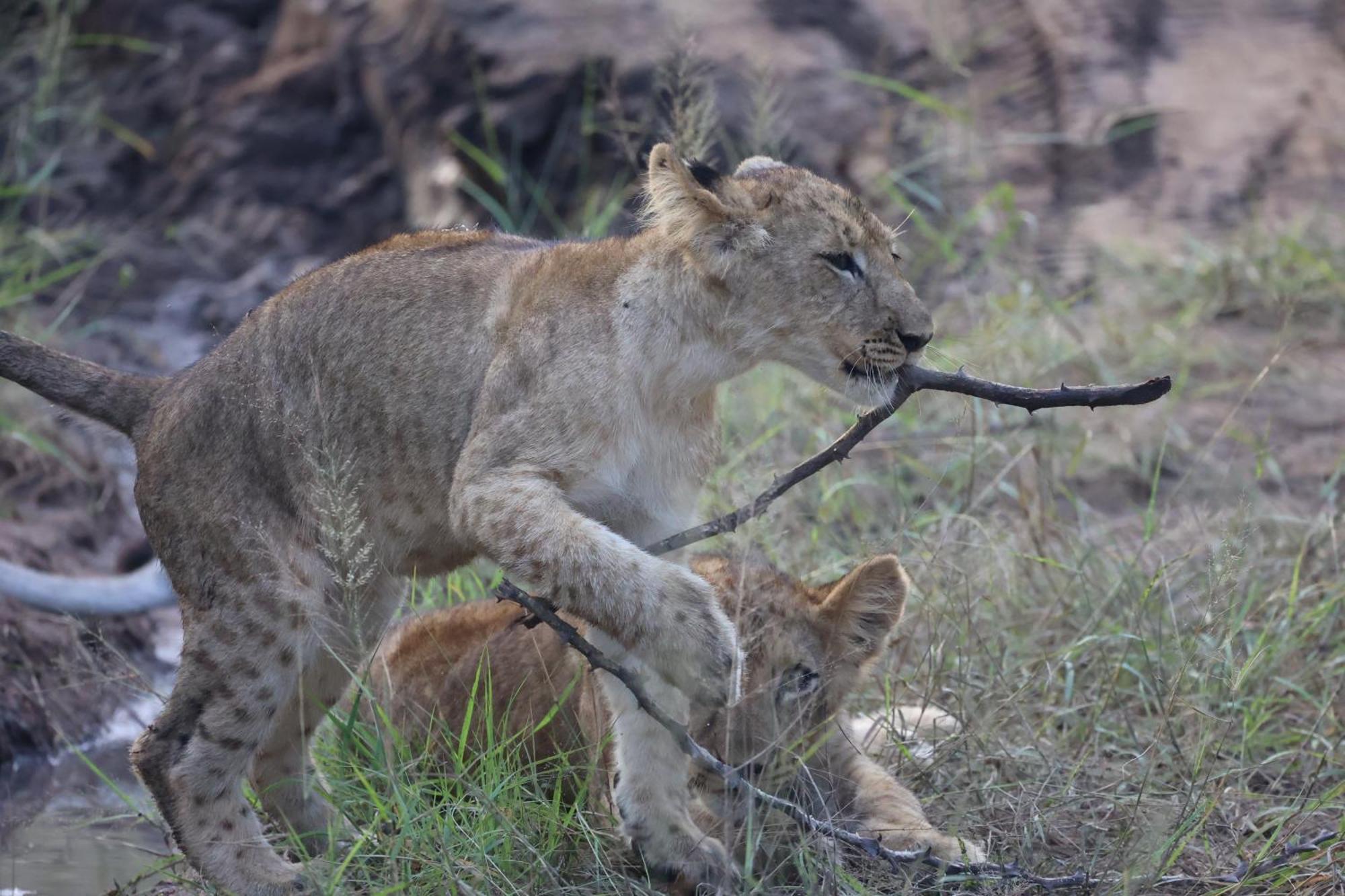 Karongwe Portfolio - Becks Safari Lodge Karongwe Game Reserve Esterno foto